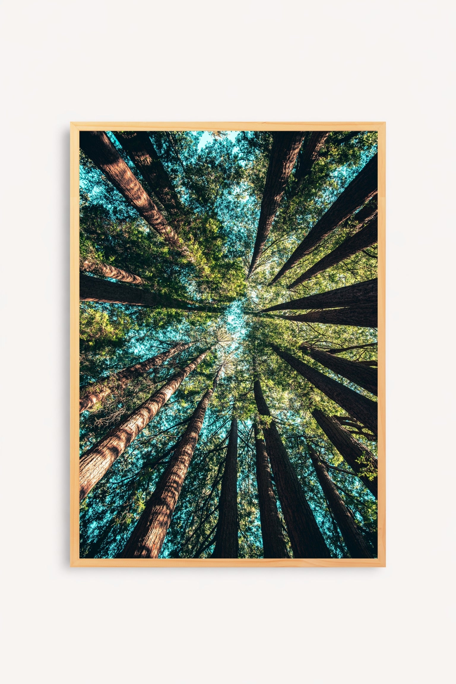 Bosque Contrapicado