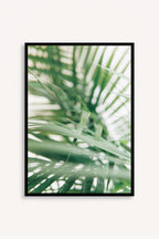 Palm