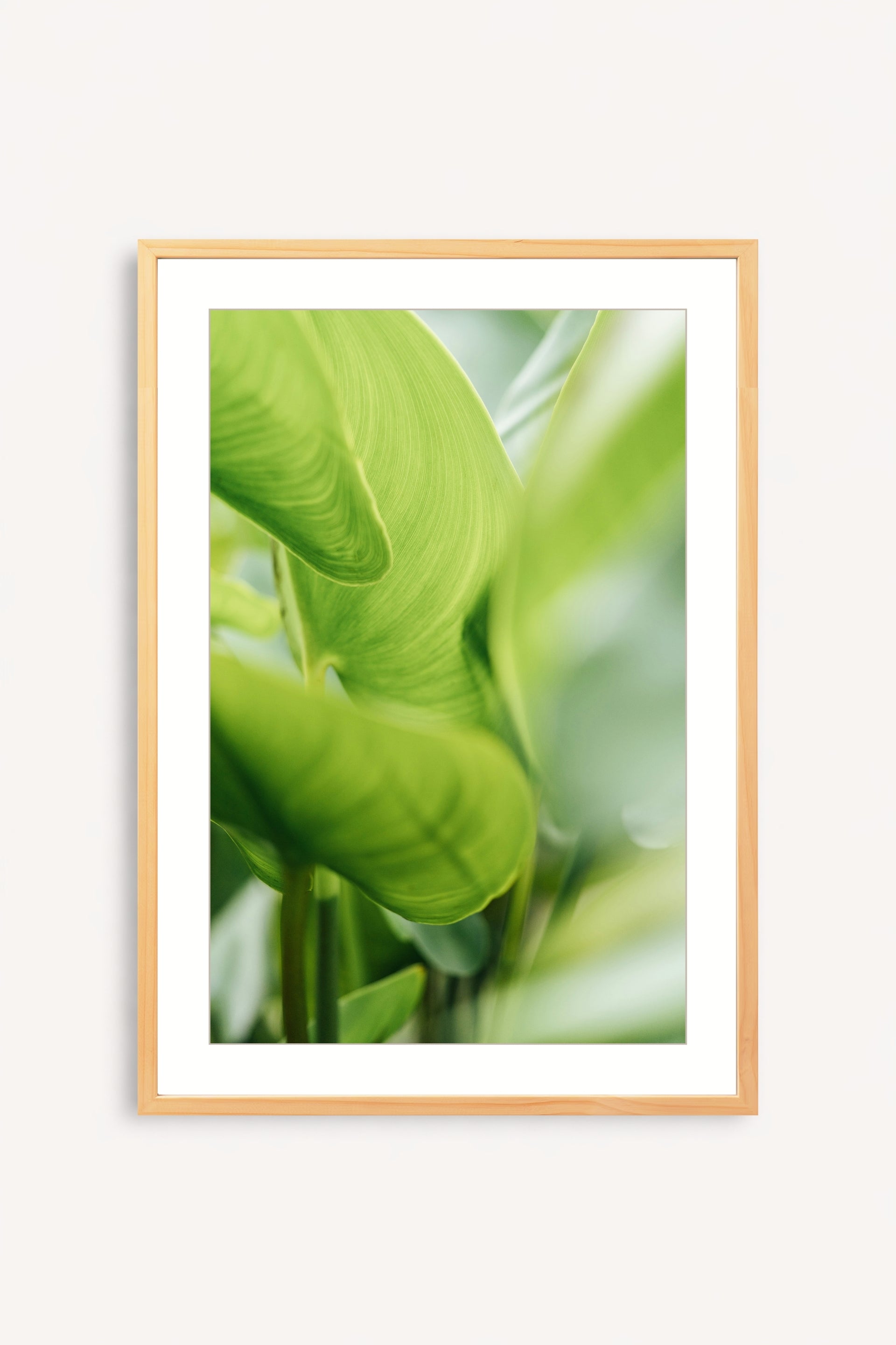 Calathea