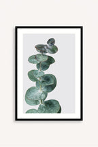 Eucalyptus Silver
