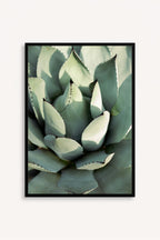 Agave