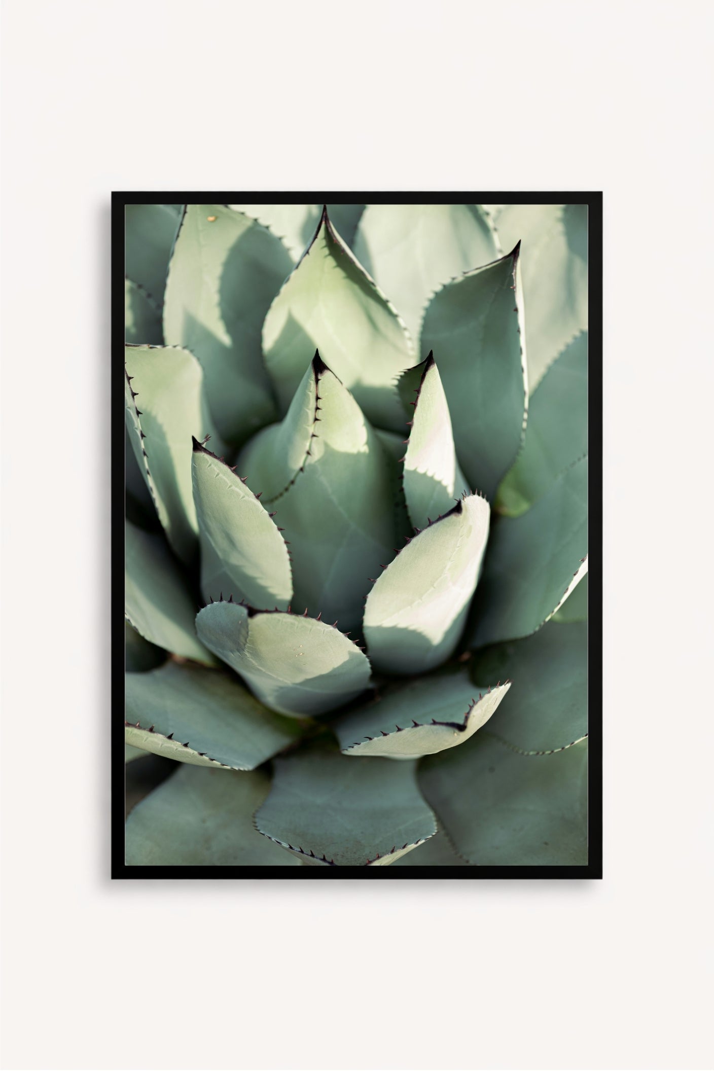 Agave