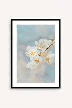 Blossom