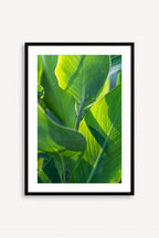 Leaves