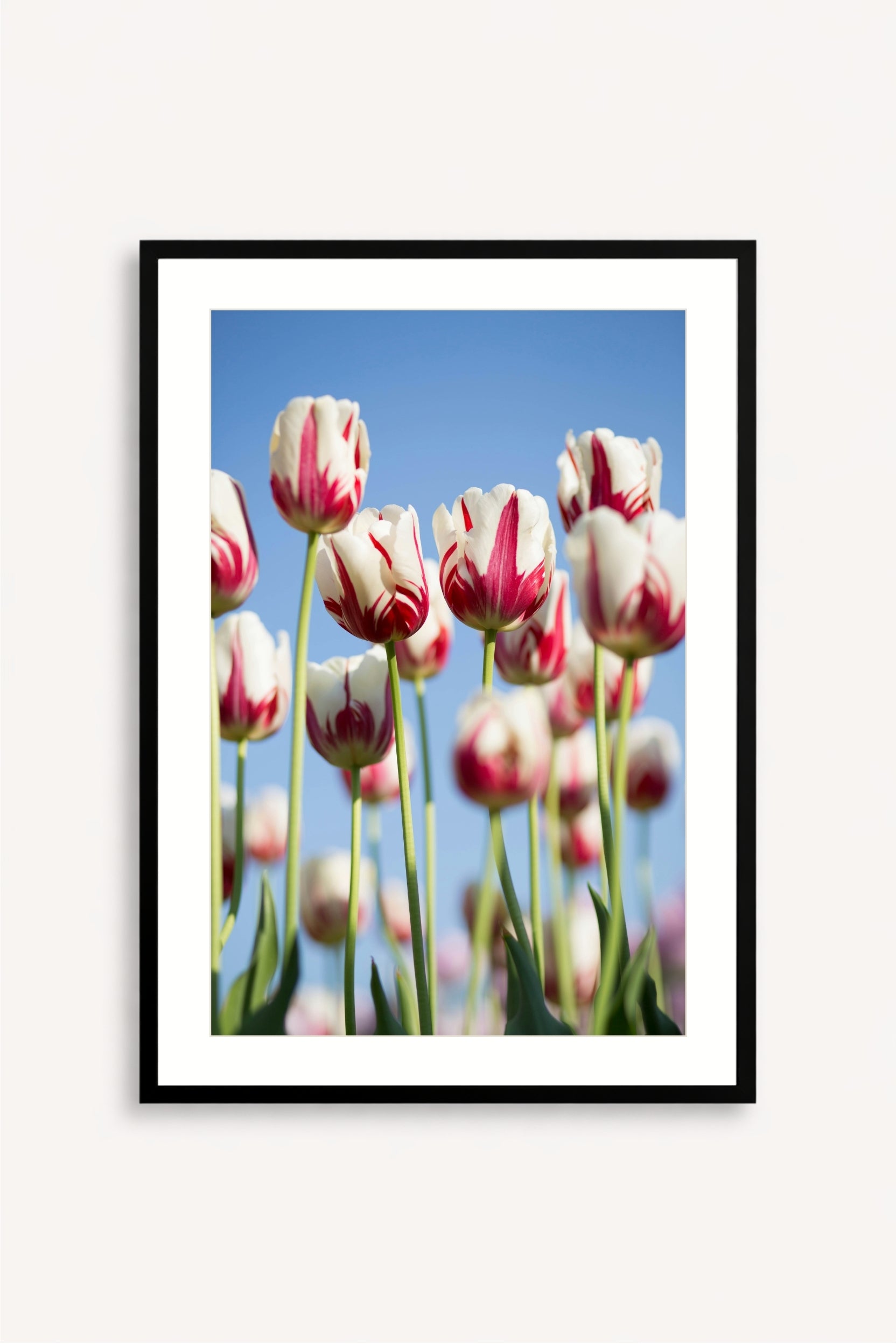 Tulipanes Bicolor