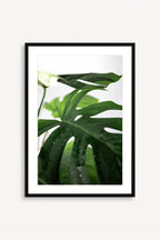 Hoja de Selva