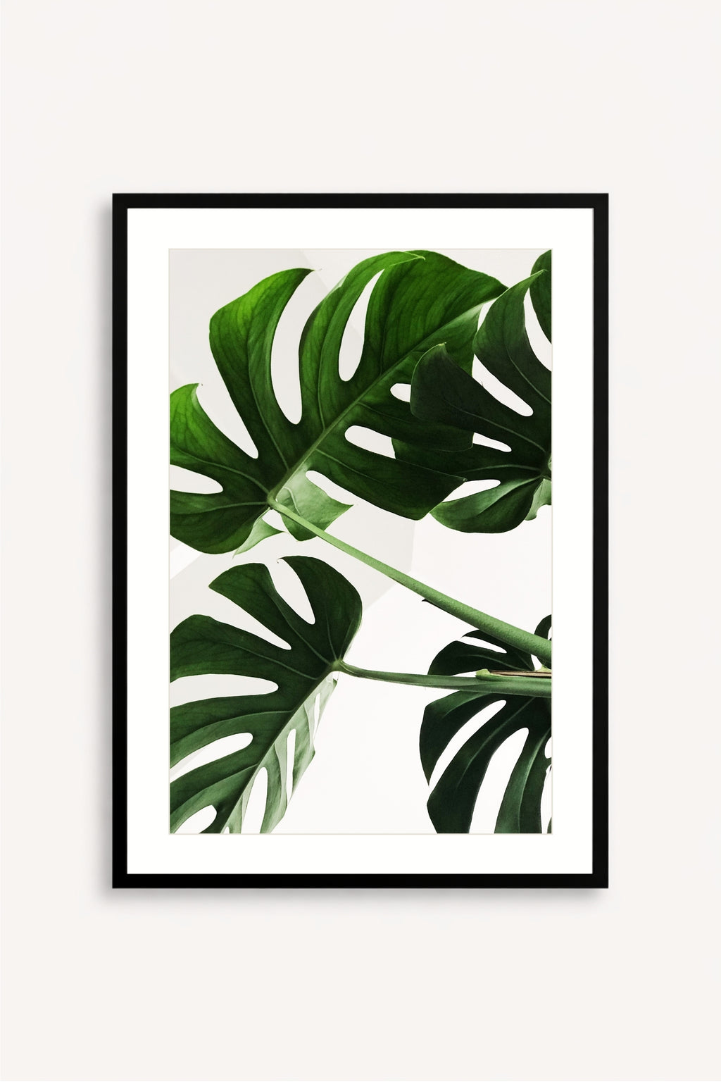 Monstera Viva