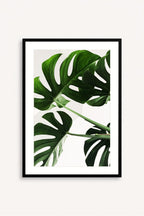 Monstera Viva