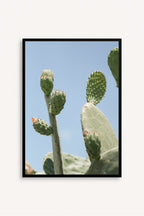 Opuntia