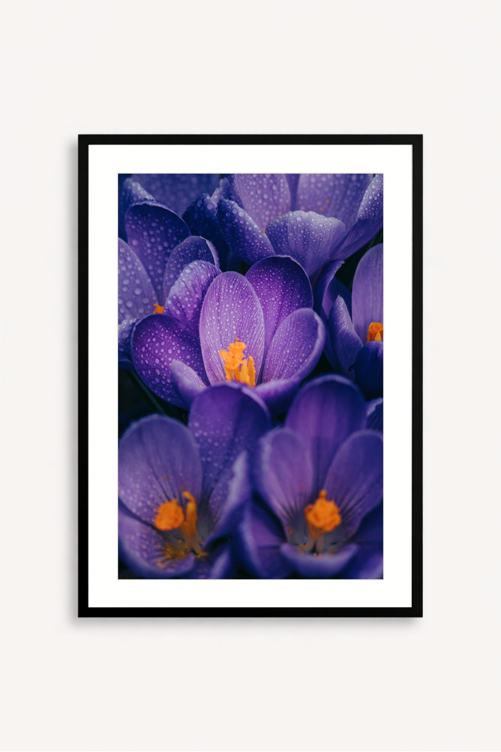 Flores Moradas