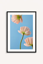 Esencia Floral