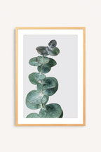 Eucalyptus Silver
