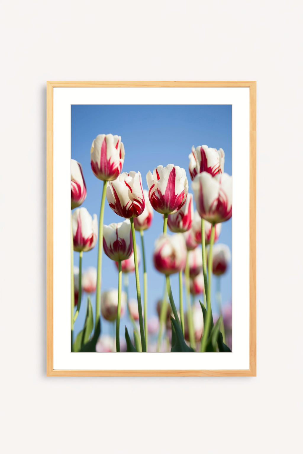 Tulipanes Bicolor