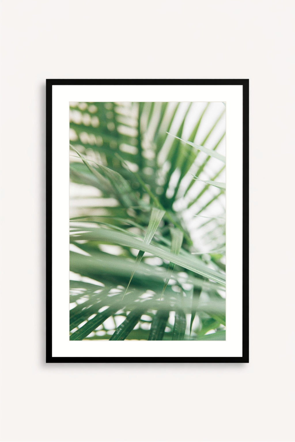 Palm