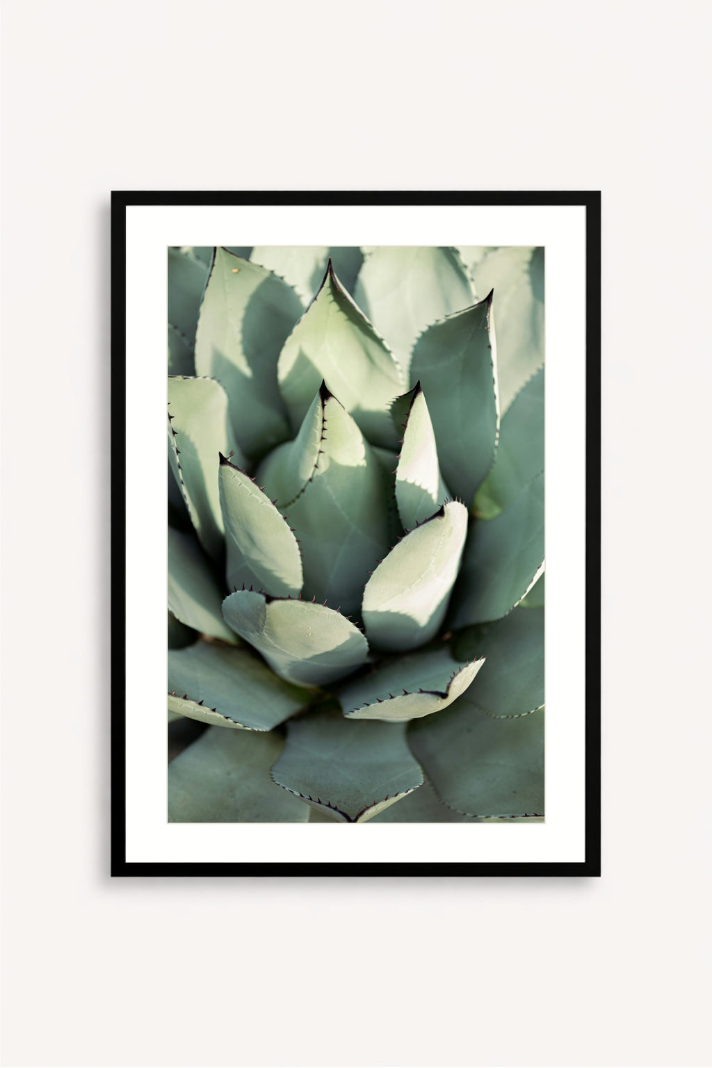 Agave