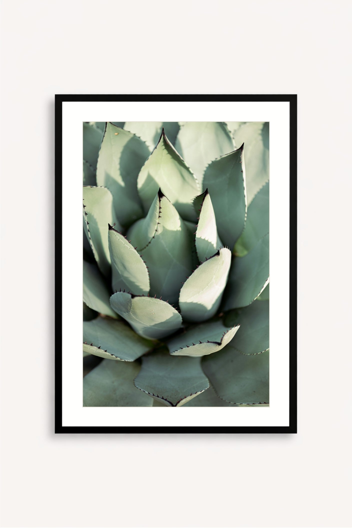 Agave