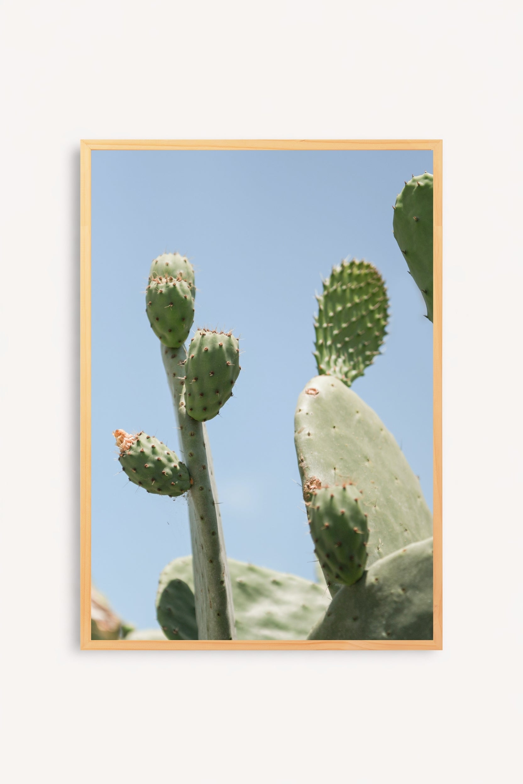 Opuntia