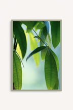 Cuadro Abanico Verde
