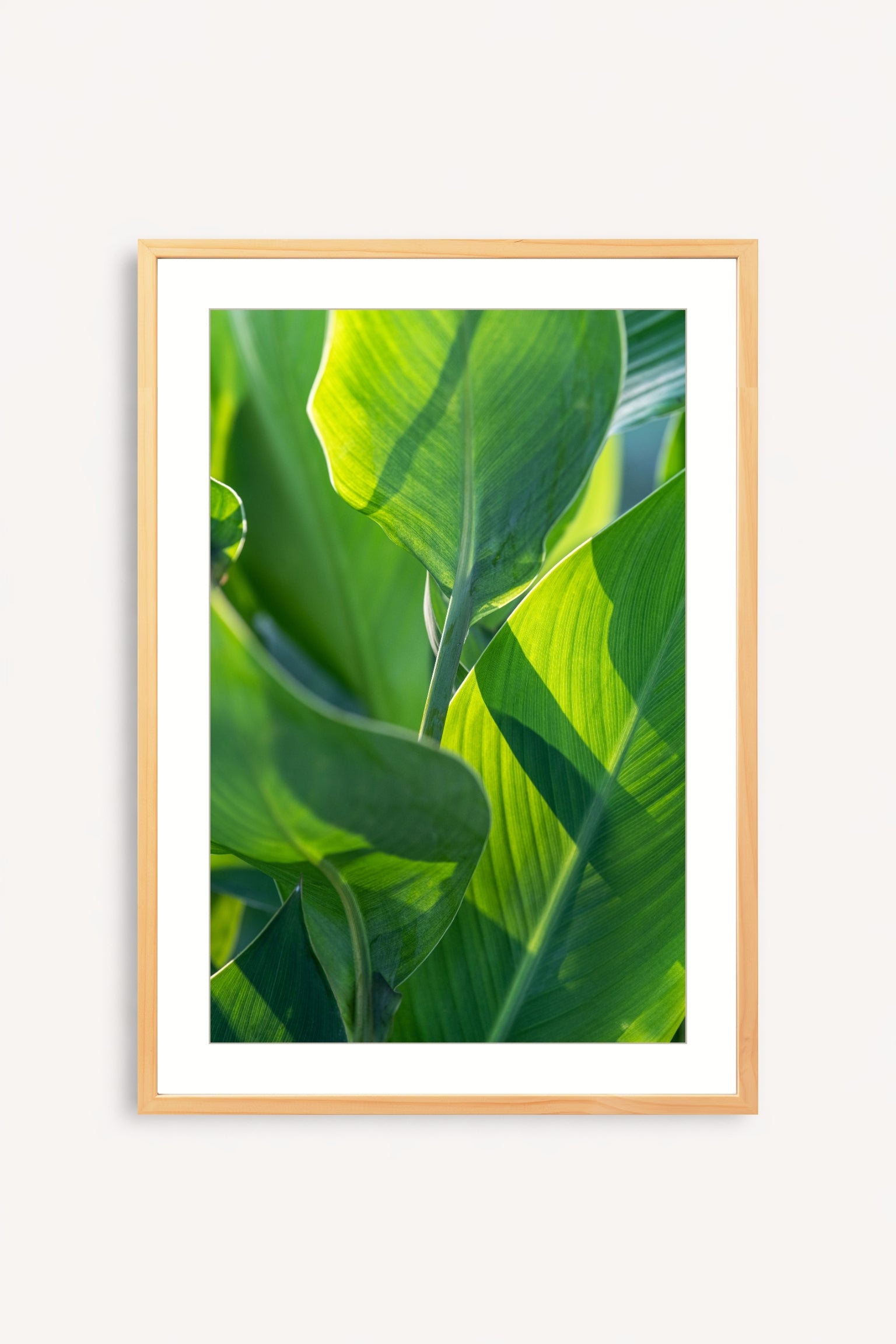 Leaves