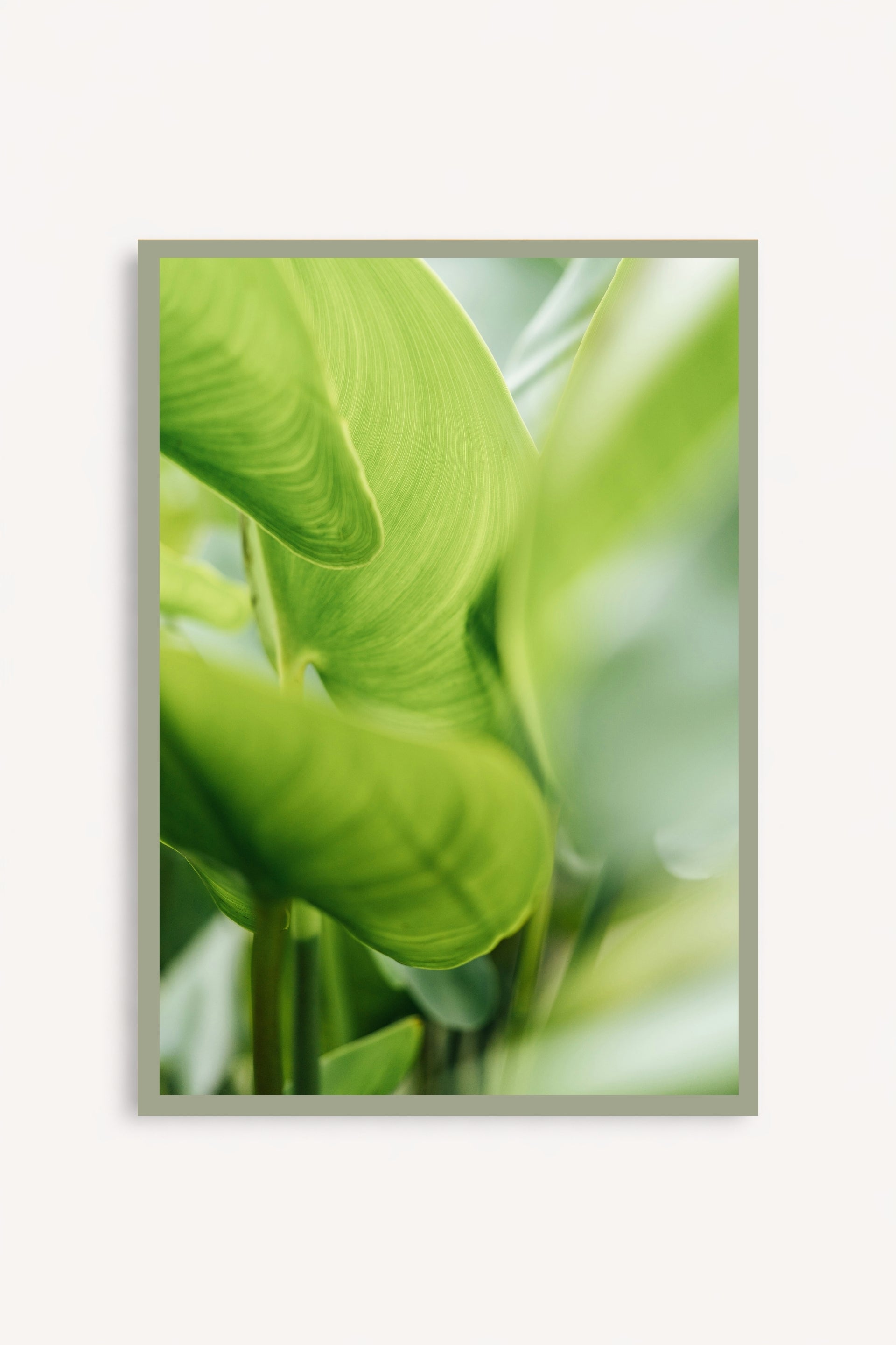 Calathea