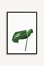 Soft Green
