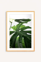 Hoja de Selva