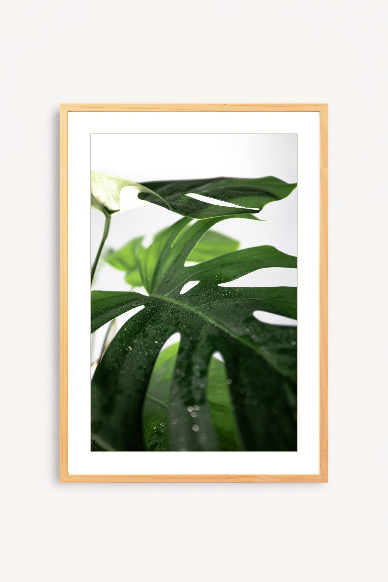 Hoja de Selva