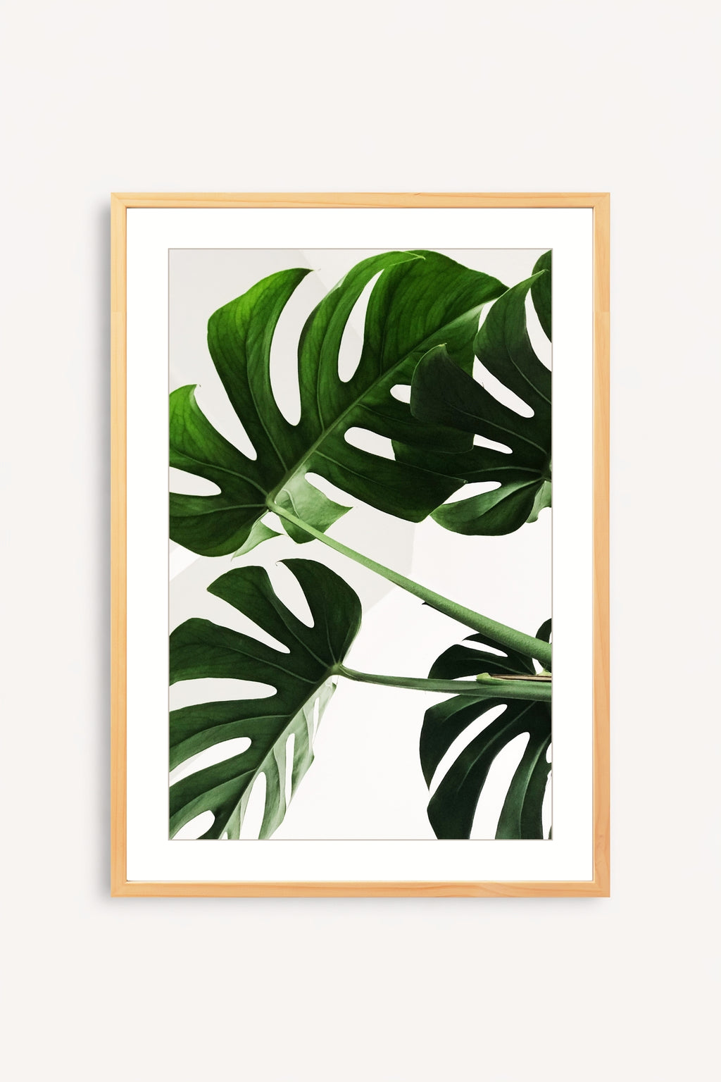 Monstera Viva