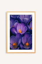 Flores Moradas