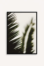 Palma I