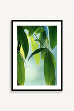 Cuadro Abanico Verde