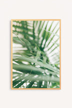 Palm