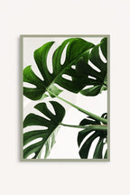 Monstera Viva