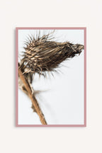 Espinas secas