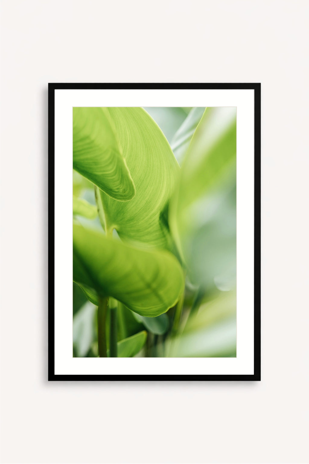 Calathea