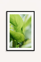 Calathea