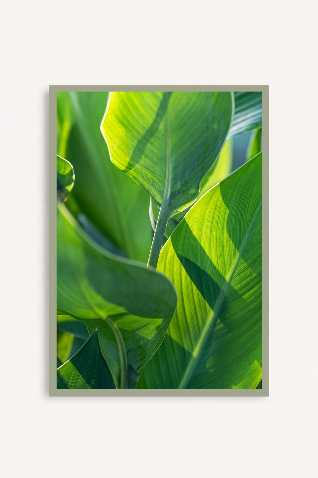Leaves