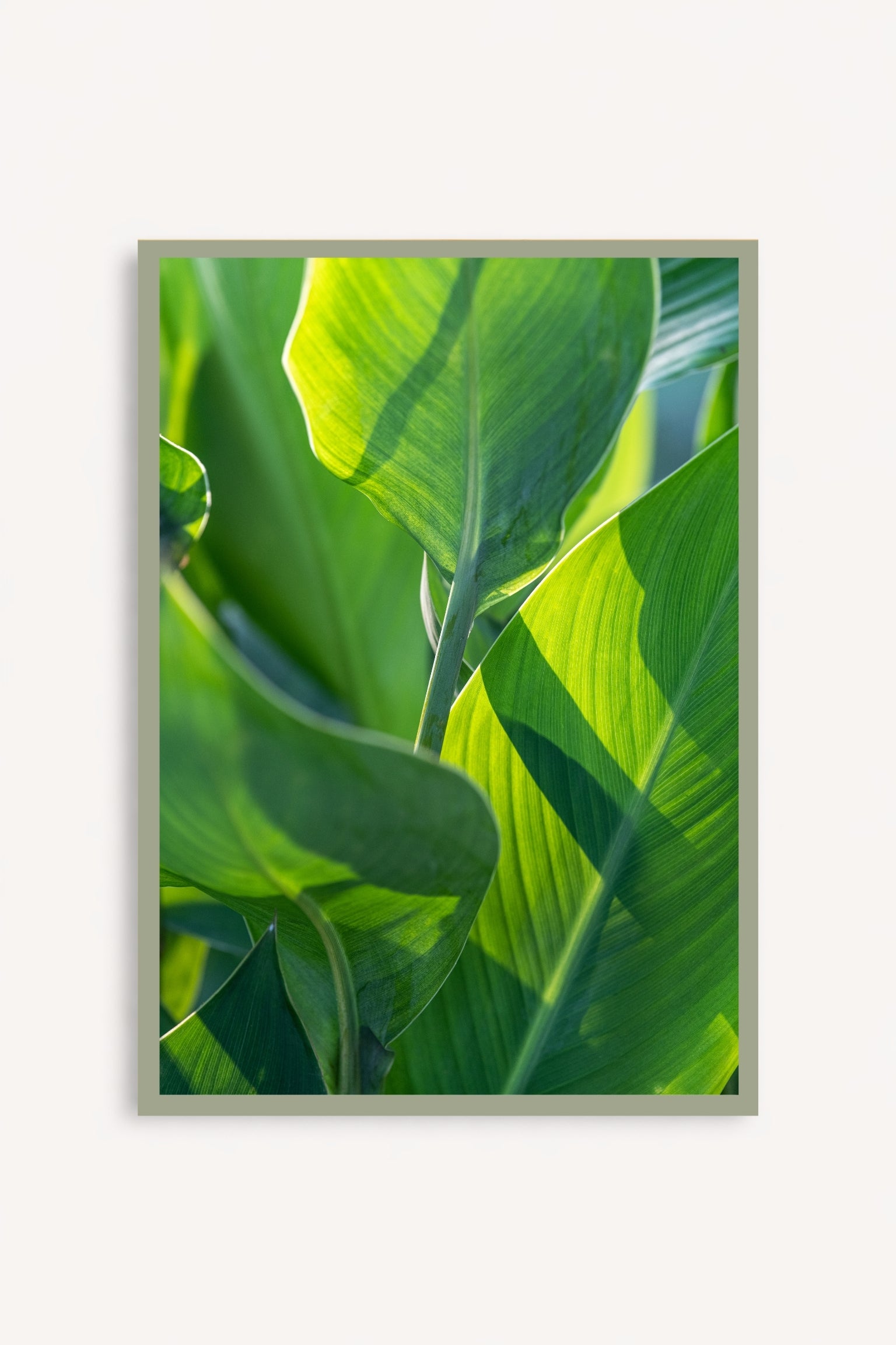 Leaves