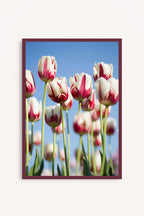 Tulipanes Bicolor