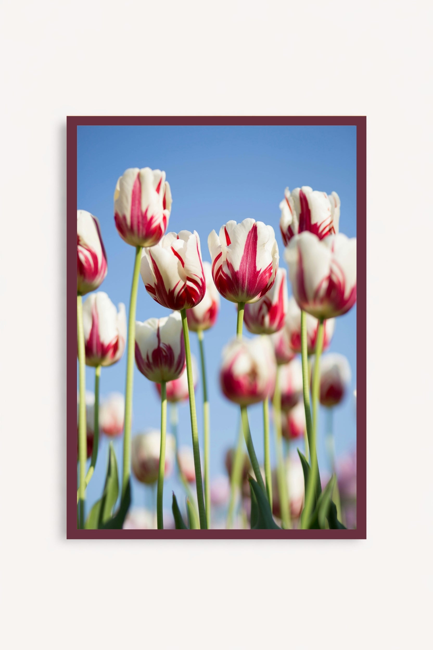 Tulipanes Bicolor
