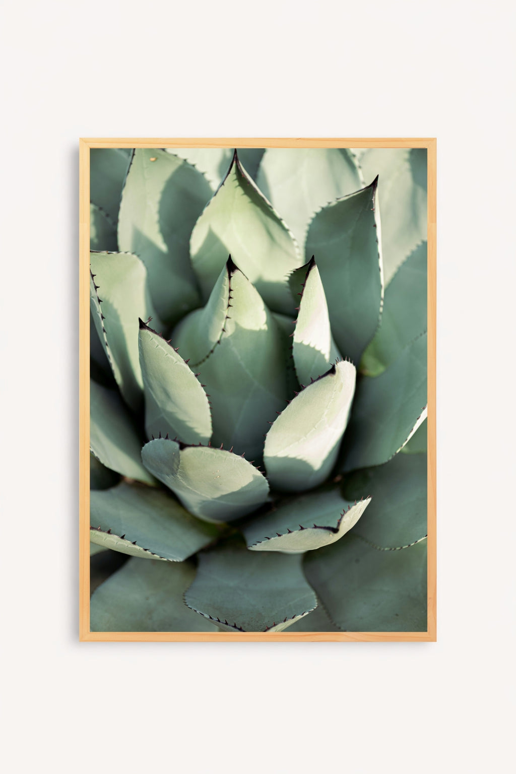 Agave
