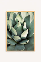 Agave