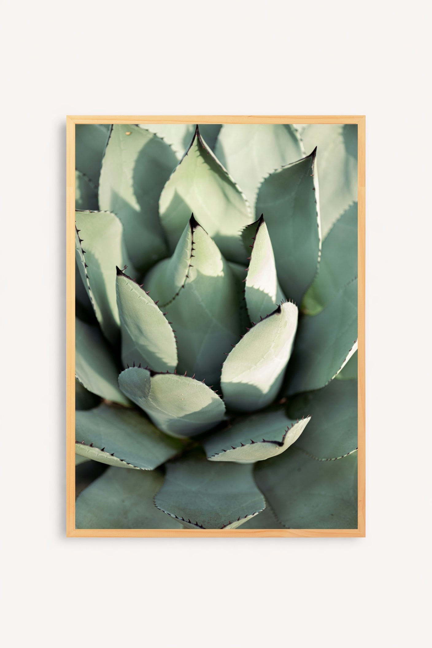 Agave