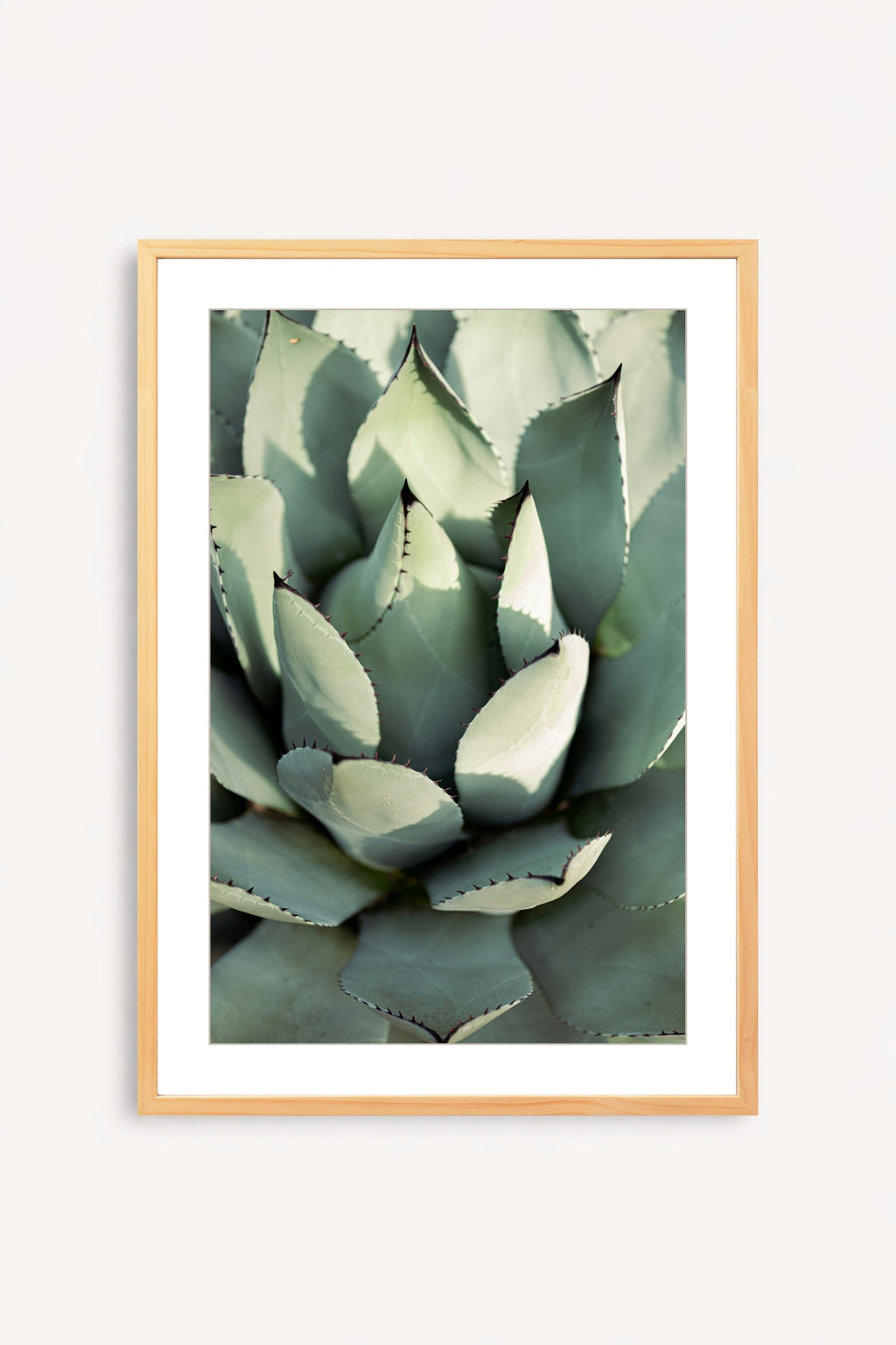 Agave