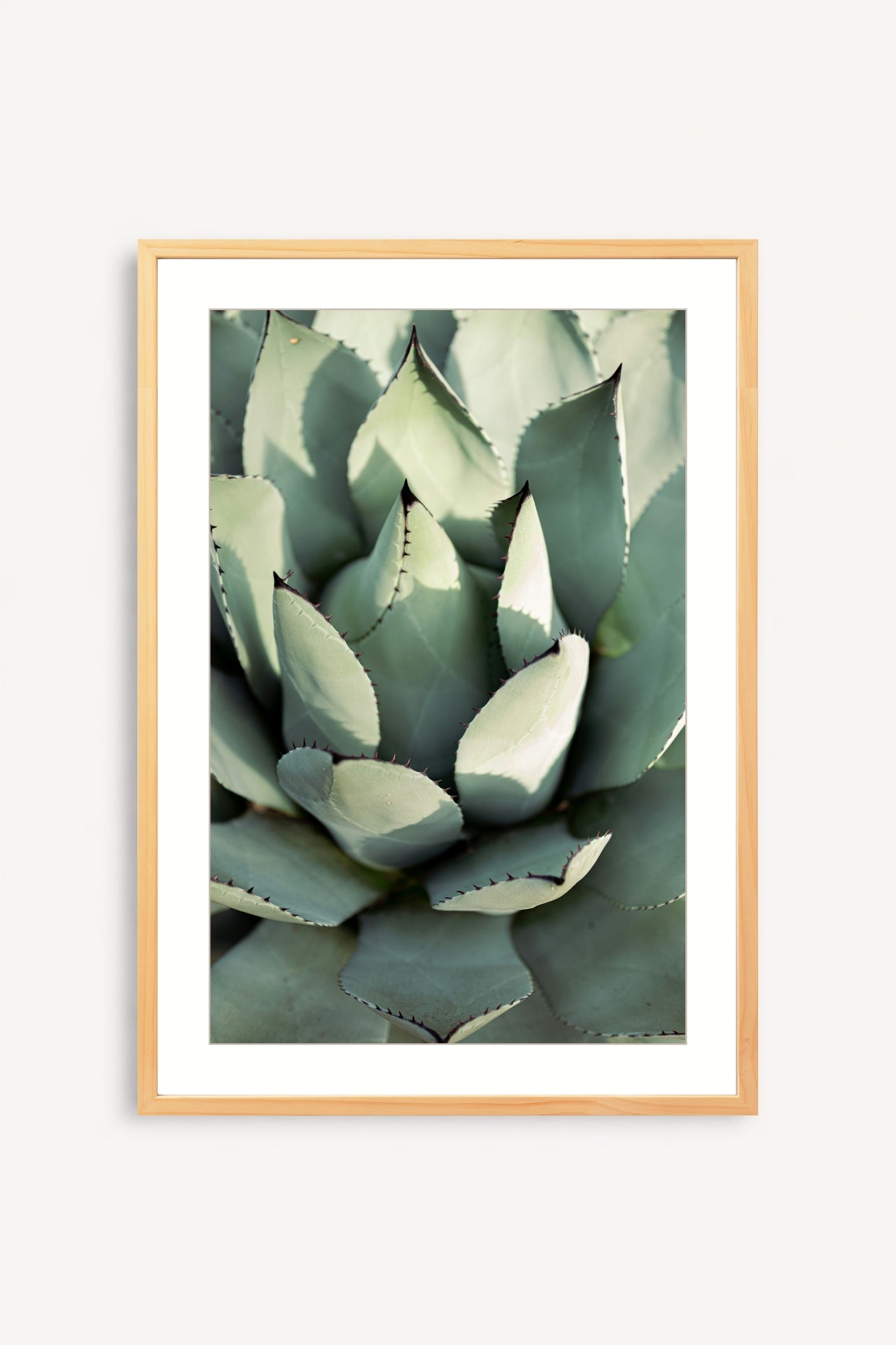 Agave