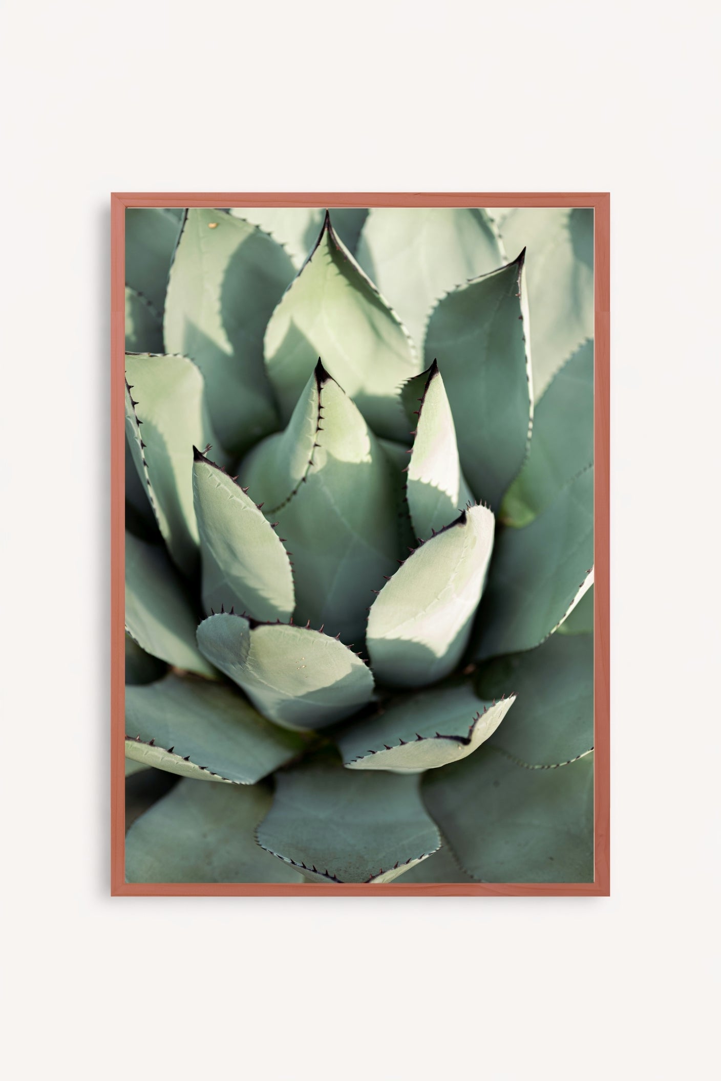 Agave