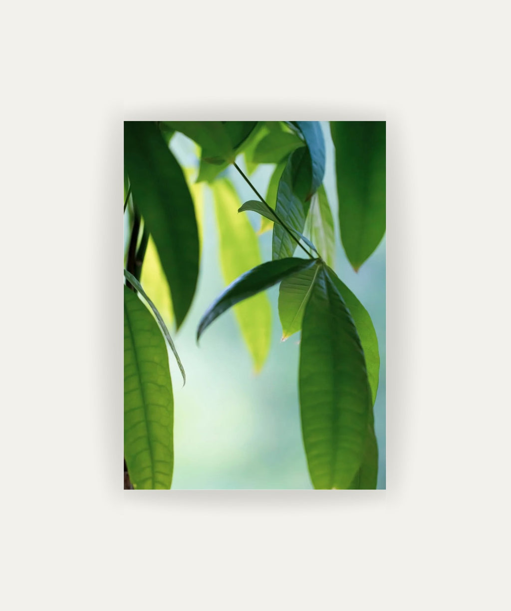 Cuadro Abanico Verde
