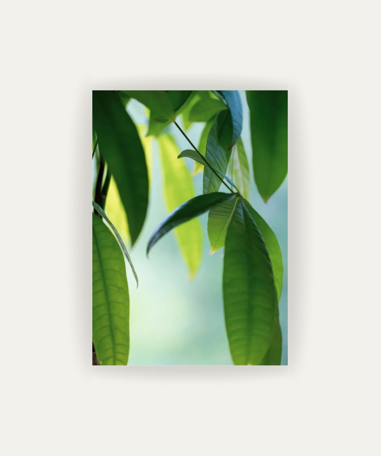 Cuadro Abanico Verde