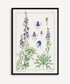 Cuadro Aconite