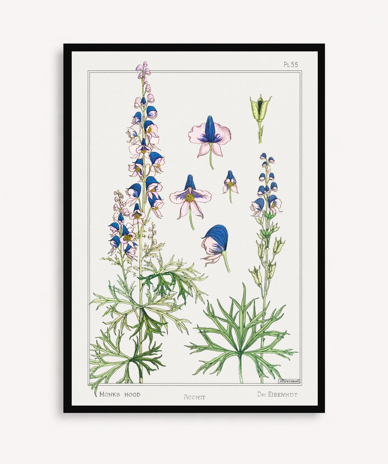 Cuadro Aconite